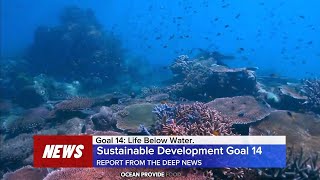 Protect our oceans, protect our future. SDG: 14 Life below water.