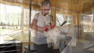 Happy Paws Pet Salon