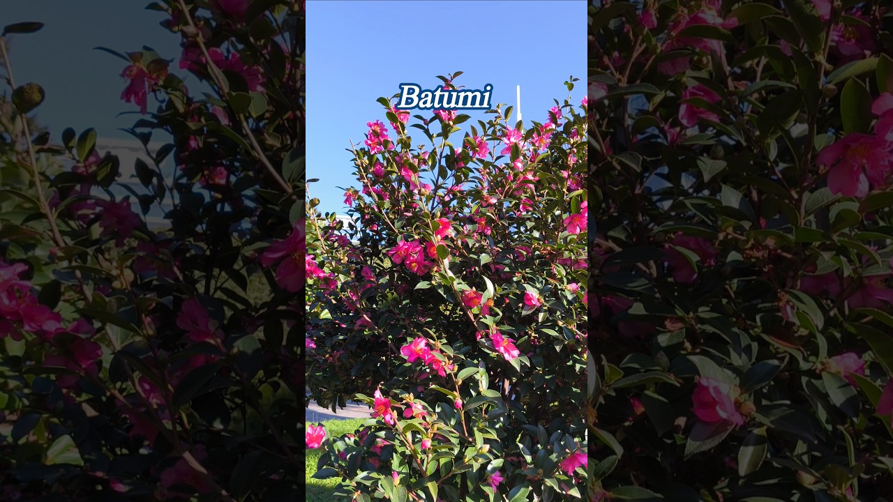 Батуми в декабре 25 г.