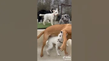Doggy Day Care North London 