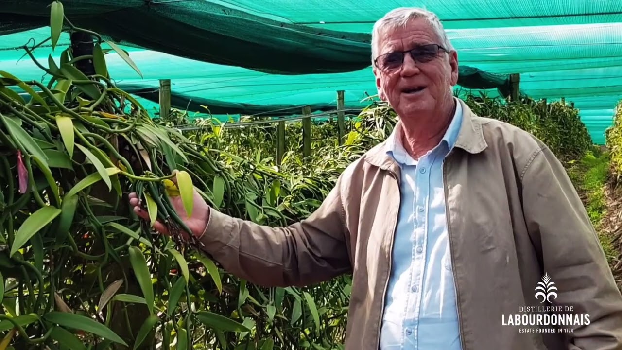 Distillerie de Labourdonnais - Vanilla Tahitensis