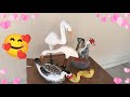 PINTURA RENOVADA 🦆🦩🪿PRONTOS PRA VOLTAR PRO SEUS LUGARES 🪿🦆