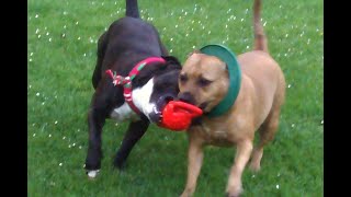 Staffordshire Bull Terriers Esme & Leo.