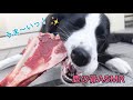 【鹿の骨ASMR、咀嚼音】ボーダーコリーが鹿骨をただ食べるだけの動画