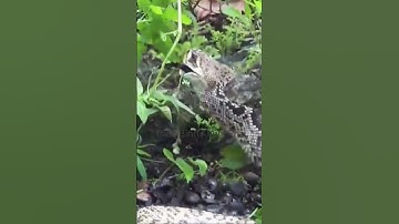 Rắn đuôi chuông săn mồi như thế nào #shortvideo #snake #animals