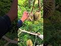 Durian Harvest Technique Increases Safety And Efficiency#DurianHarvest #FruitPicking #FarmLife