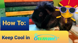 How To Keep Your Guinea Pigs Cool in the Summertime - Guinea Pig Café
