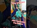 After Vaccination Dog Release Same Place #release #streetdogrevival #shorts #ytviral #vaccine