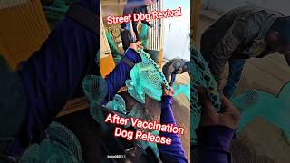 After Vaccination Dog Release Same Place #release #streetdogrevival #shorts #ytviral #vaccine