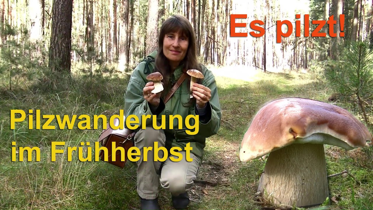 Грибы цветут! Поход за грибами ранней осенью