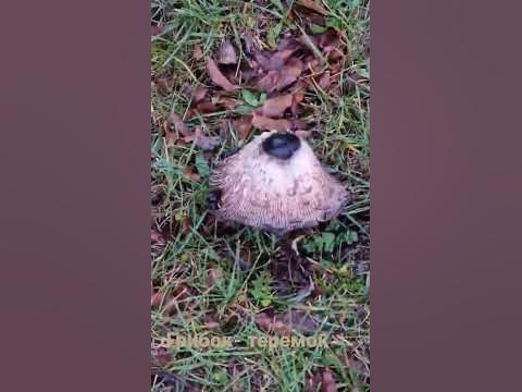 Грибок- теремок. - YouTube