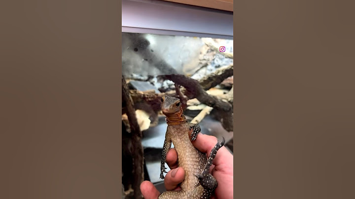 She’s so CUTE 🥰😍😭 #lizard #monitorlizard #reptile