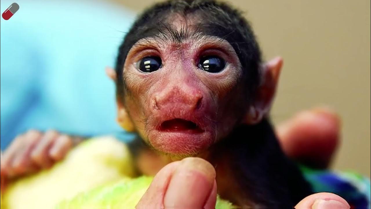 Детеныш обезьянки. A baby monkey. Красивая обезьяна. Обезьяны php. Детеныш обезьяны.