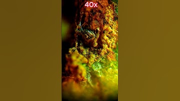 Guava #microscope #microscopeworld #microscopics #microscopy