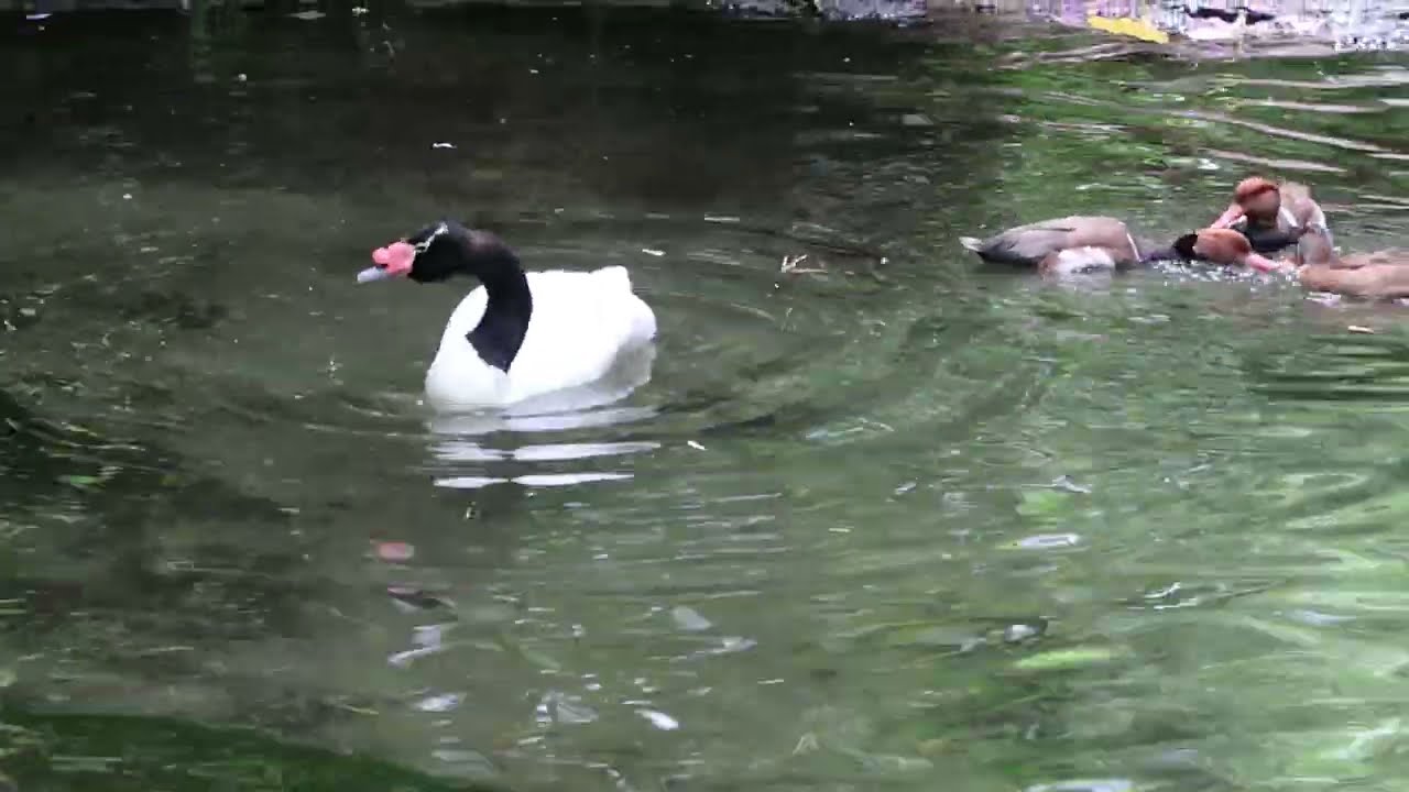 Black Neck Swan At Walt Disney World Animal Kingdom 2022