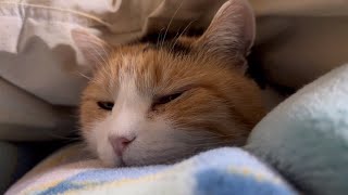 【三毛猫】幸せそうに眠るミケ2024年2月3日