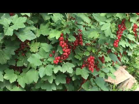 Frenk Üzümü Nedir Faydaları Nelerdir  ribes rubrum