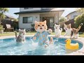 Ginger Kitten Feels Sad at the Crowded Pool 😿 but Mama Cat Builds a Backyard Paradise 💦🐾