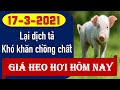 Giá heo hơi ngày hôm nay 17/3/2021 - Cám chưa xong nay lại dịch tả lợn