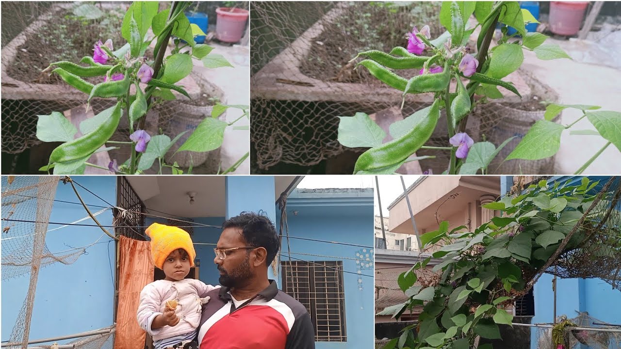 ছোট সিম গাছের দারুন ফলন হয়েছে ঠান্ডায় কোন গাছে বড় হচ্ছে না