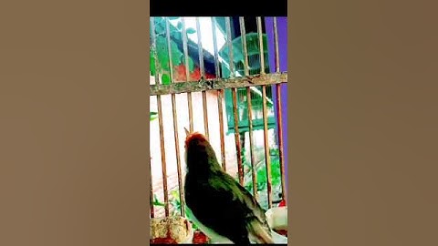 suara prenjak lumut gacor#prenjaklumutgacor #shorts