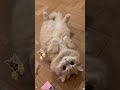 このおもちゃはとても面白くて,買って来てから,猫は一日中遊#可愛い #ペット用品 #子猫の成長日記 #子猫のいる生活 #子猫のいる生活 おすすめ 推薦