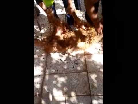 أضحية عن المرحوم عمر مكرم وزوجته فريدة اسماعيل مؤسسة البشائر