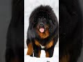 From Teddy Pup to Beast King 👑🐾 | Tibetan Mastiff’s Epic Glow-Up!#tibetan #mastiff #ViralDogs