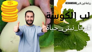 زراعة لب الكوسة/شوف ازاى تزرع اللب الابيض/من البذرة للحصاد/enter and see/From seed to harvest