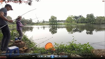 Câu đài hồ dịch vụ - Cận cảnh tín hiệu phao đài cá trôi, cá rô phi