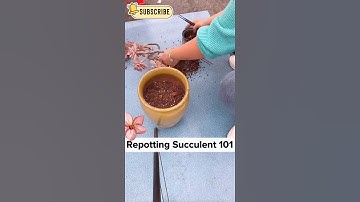 Repotting Succulent 101, easy for beginners. #shorts , #succulent