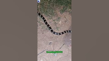 Cách nhận biết rắn cạp nia và cách sơ cứu khi bị rắn cạp nia cắn