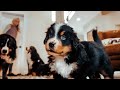 WEEK 5 PUPDATE! Life with 14 Bernese Mountain dogs! Ep. 5 || vlog015