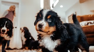 WEEK 5 PUPDATE! Life with 14 Bernese Mountain dogs! Ep. 5 || vlog015