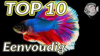 Top 10 AQUARIUM VISSEN voor beginners licht gevorderden - Aquarium Sunshine's Valley