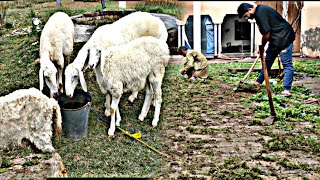 FARM HOUSE KE SAFI KE / GOAT FARM / DUMBA FARM / VILLAGE VLOG / ANIMALS/ DAILY VLOG/ MANI HASHMI