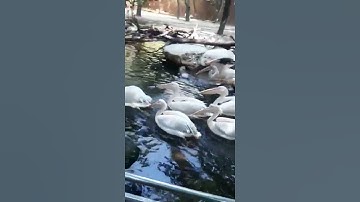 Beautiful swans🦢 #shorts #shortvideo #viralshorts #viralvideo #video #viral #swan #birds #thailand