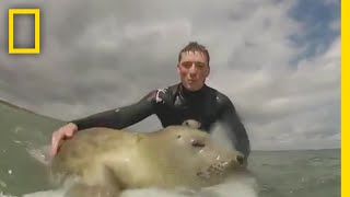 ハイイロアザラシはサーフィンがお好き | ナショジオ