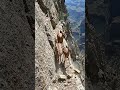 Baby Deer Climbs Deadly Cliff 😳🦌🏔️