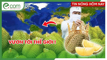 Giải Cứu Thành Công, Ngành Sầu Riêng Đắk Lắk Bước Vào Giai Đoạn “Lột Xác”!