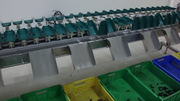 Sea Cucumber Sorting 1 by PF MAX COMPANY