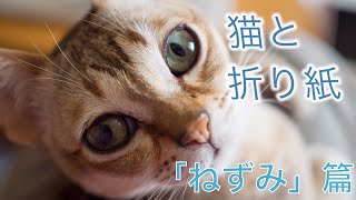 【猫おもしろ動画】シンガプーラと折り紙 ねずみ篇〜Cat and Origami〜