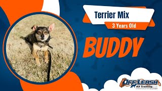 🐾 Epic Adventures with Buddy & Micah: The Journey of a Terrier Mix and His Trainer! 🐕 by Off Leash K9 Training of Oklahoma 22 views 2 weeks ago 3 minutes, 16 seconds