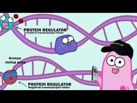 Regulacija Aktivnosti Gena - Lac Operon