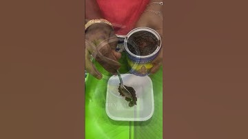 Who loves Ayyappa Prasadam?🤤 Swamiye Saranam Ayyappa🙏 Aravana Prasadam | Sabarimala Prasadam