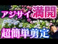 【満開!アジサイの簡単剪定 】プロの庭師が教える、紫陽花の簡単な剪定方法!初心者でもお庭のアジサイが綺麗な花をたくさん咲かせる事ができる紫陽花のお手入れ方法で、お庭をお洒落で美しく保ちましょう!