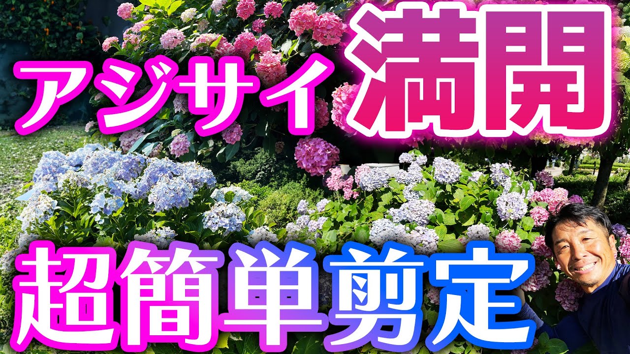 Full Bloom! Easy Hydrangea Pruning] Professional Gardener Teaches