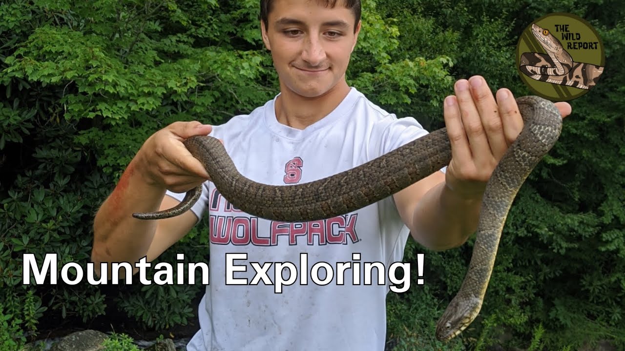Snakes and Salamanders in the Blue Ridge Mountains of NC! YouTube