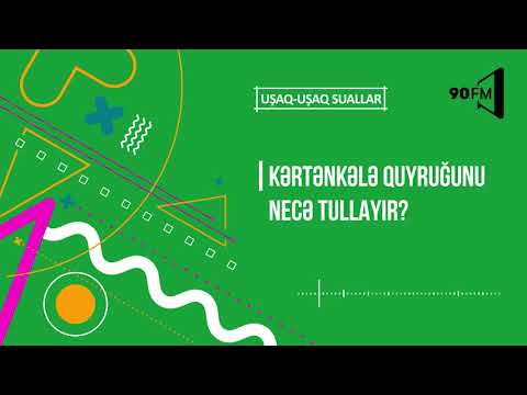 Video: Kərtənkələ Quyruğunu Itirəndə Nə Etməli