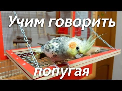 КАК НАУЧИТЬ ПОПУГАЯ ГОВОРИТЬ? Мой опыт. | Рокки Life